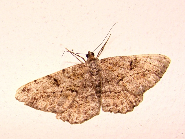 Peribatodes rhomboidaria  ?